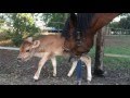 Horse Adopts 5 Day Old Calf