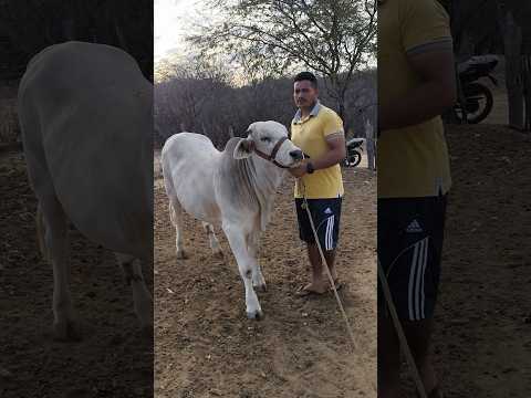 OLHA O BEZERRO NELORE EM TAPEROÁ NA PARAÍBA DE CARROÇA MUITO BOM