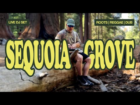 ROOTS #REGGAE DJ SET @ SEQUOIA GROVE 🌳 USA 🇺🇸 2025 | NATURE VIBES