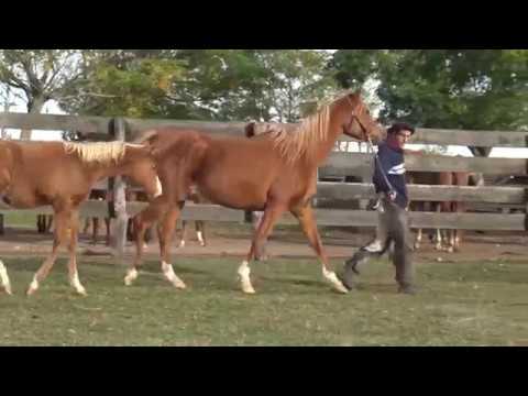 Lote BH SUREÑA DE MARWAN