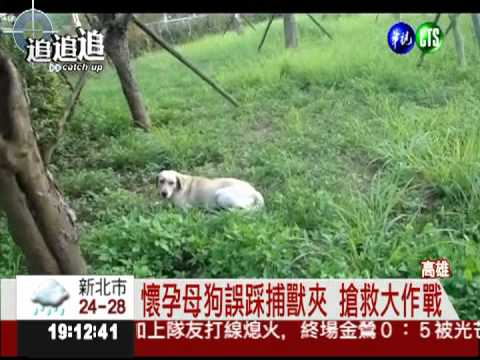 懷孕母狗誤踩捕獸夾 險刺穿肚皮