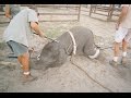 Ringling Bros Elephants Deserve Better Than Ringling