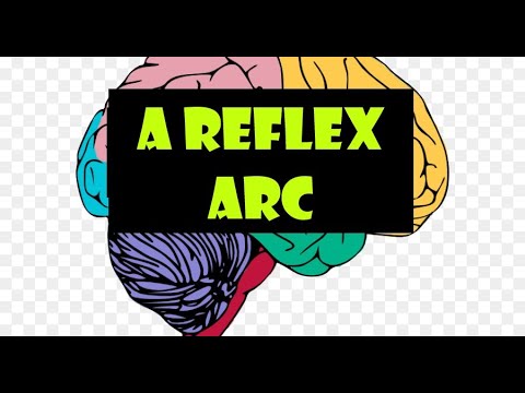 A Reflex arc