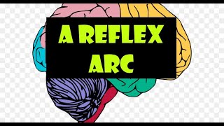 A Reflex arc