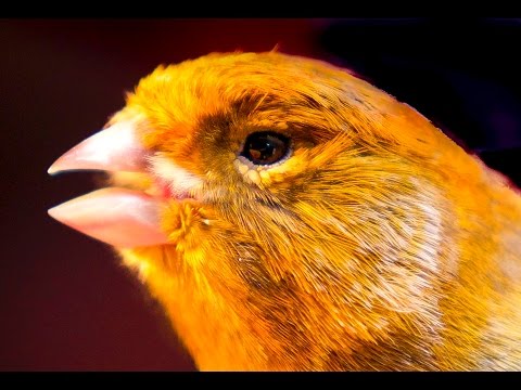 Canary singing - Most spectacular 4K video training