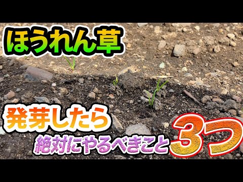 春にほうれん草を播種します。品種は何ですか。時期は2月です。4月です。収穫は8月です。