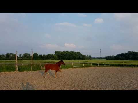 Bewegungsstarkes Oldenburger Stutfohlen Fürst Jazz X De Niro