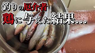 釣り人に嫌われるエソ、実は最高の鶏のエサだった！？ボリスブラウンの食いつきがヤバい
