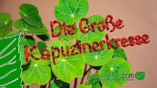 Große Kapuzinerkresse (Tropaeolum majus) Der Wahnsinn was die Pflanze kann! - Antibiotika Pflanze