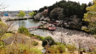 preview picture of video '桜まつり / 茂原公園・藻原寺・豊田川沿い（千葉県茂原市）'