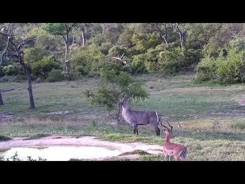 Djuma: Waterbucks and Impalas - 17:17 - 11/03/2022