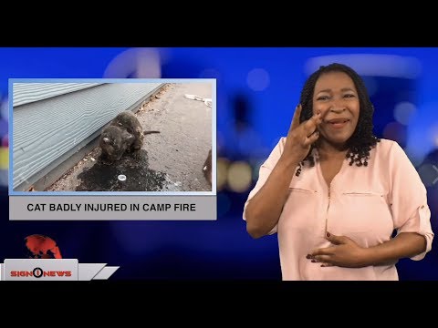 Cat badly injured in Camp Fire (ASL - 11.12.18)