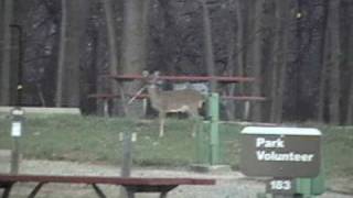 preview picture of video 'Two deer in Hickory Campground at Bloomington Park-Clinton Lake'