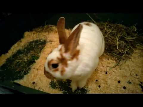 MEET MY RABBIT HOW TO CLEAN RABBIT CAGE