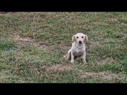 A beautiful dog rescue story of a stray mother and her babies.