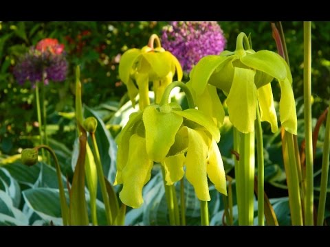 How To Grow Sarracenia in an Outdoor Planter