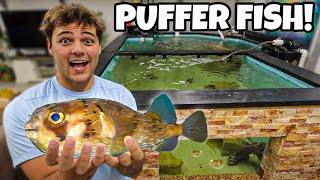 Buying PUFFER FISH for My SALTWATER POND!!