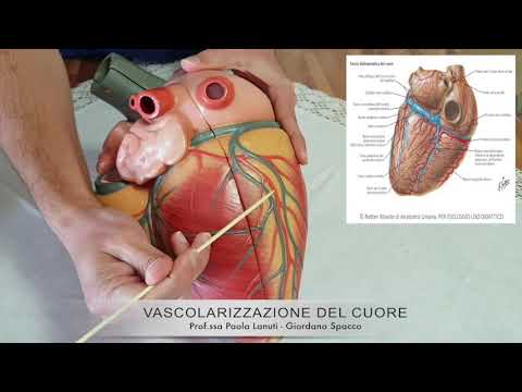 VIDEOCORSO ANATOMIA UMANA  CUORE VI