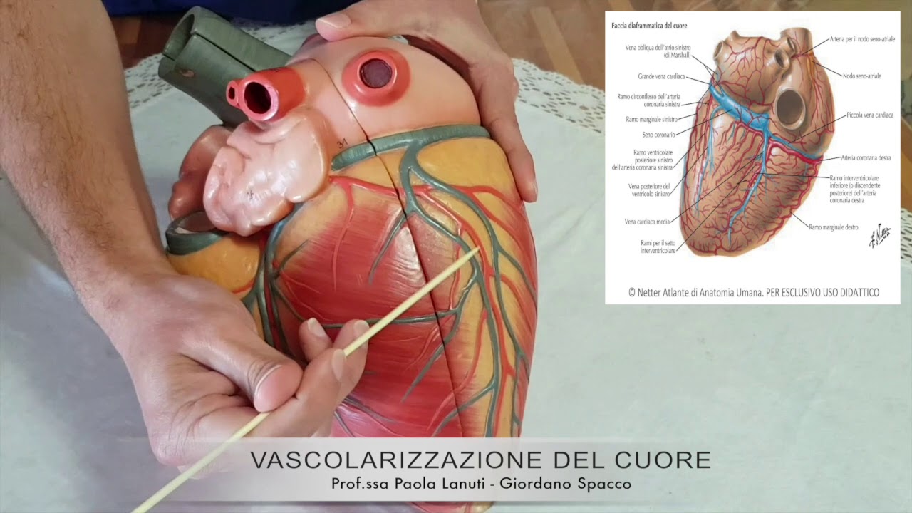 VIDEOCORSO ANATOMIA UMANA  CUORE VI