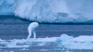 5 Mysterious Creatures Caught on Camera