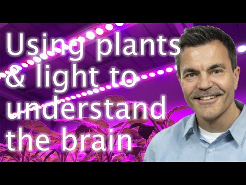 Optogenetics: light, plants and the human brain - John Christie