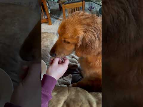 , title : 'Fozzy getting fed like a little horse for Christmas #dog #goldenretriever #christmas'