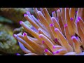 Aquarium 4K VIDEO (ULTRA HD) 🐠 Beautiful Coral Reef Fish - Relaxing Sleep Meditation Music #51