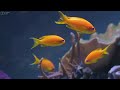 Aquarium 4K VIDEO (ULTRA HD) 🐠 Beautiful Coral Reef Fish - Relaxing Sleep Meditation Music #51