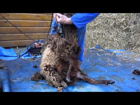 Buurtboerderij schapen scheer festijn 2014! II