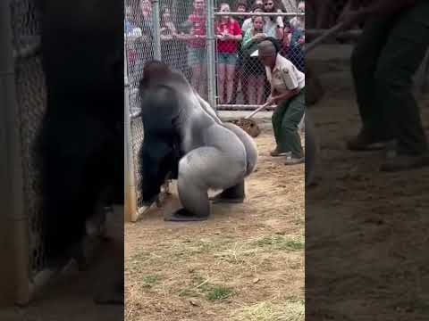 Leopard Attacks Zoo Guardian… Then a Silverback Gorilla Steps In 😱