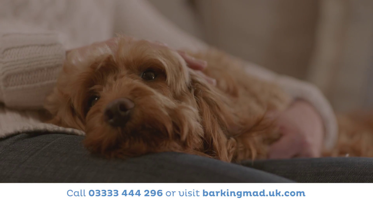 Hobbes Barking Mad TV advert Host Version