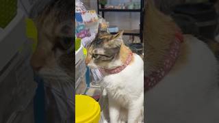 私は高いよ / I am expensive / Saya mahal / #cat #jakarta #kucing #猫 #野良猫 #indonesia