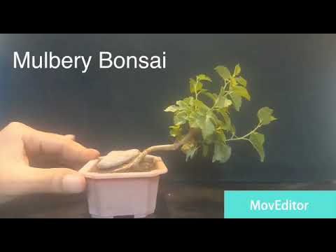 Mame Mulbery Bonsai Styling june 2021