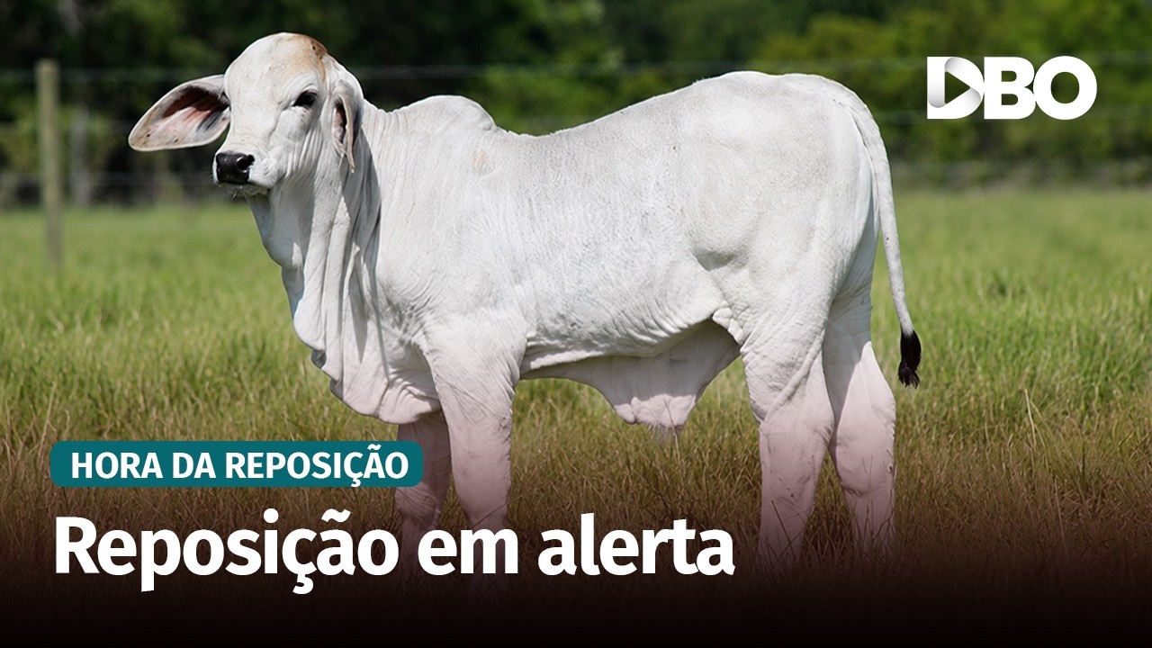 Oferta restrita de bezerros acende alerta para a reposição no Pará