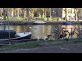 Seagulls Fighting For Food