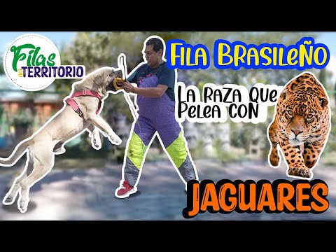 Fila Brasileño l FILAS DEL TERRITORIO l Genaro Rodríguez l Perro cazador sudamericano