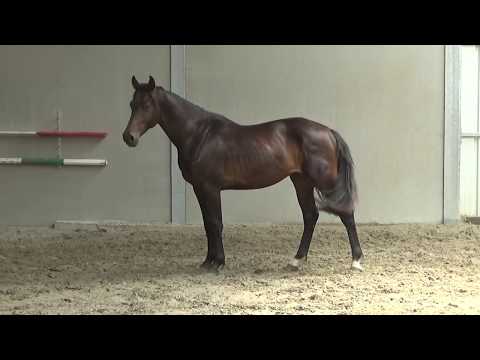 2y gelding by Adagio de Talma(lamm de fetan) x Caretino x Coriano