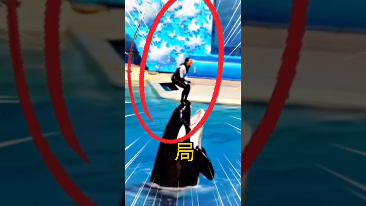 シャチトレーナーのジェシカ😱😱