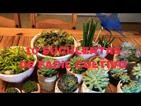 💚TOP 10 SUCULENTAS de fácil cultivo)Corazón verde💚