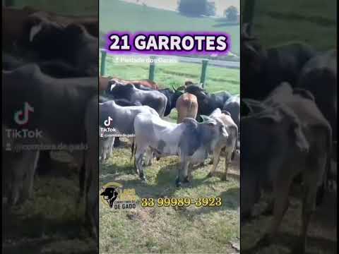 21 GARROTES NELORE Média 12.5@ R$ 365@ + Comissão📍 Piedade dos Gerais MG