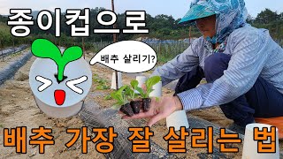 종이컵농법? 배추 모종 잘 살리는법 - planting radish cabbage