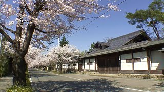 長瀞　日本さくら名所100選