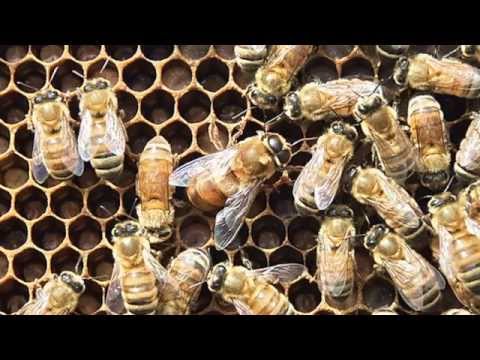Artificial insemination (AI) of queen bees - a video from the Honey Bee & Pollination Program