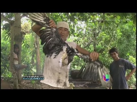 A man in Ecuador delights his palate with vultures or buzzards