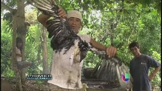 Un hombre en Ecuador deleita su paladar con buitres o gallinazos