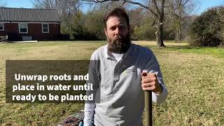How to Plant a Bare-Root Tree Seedling