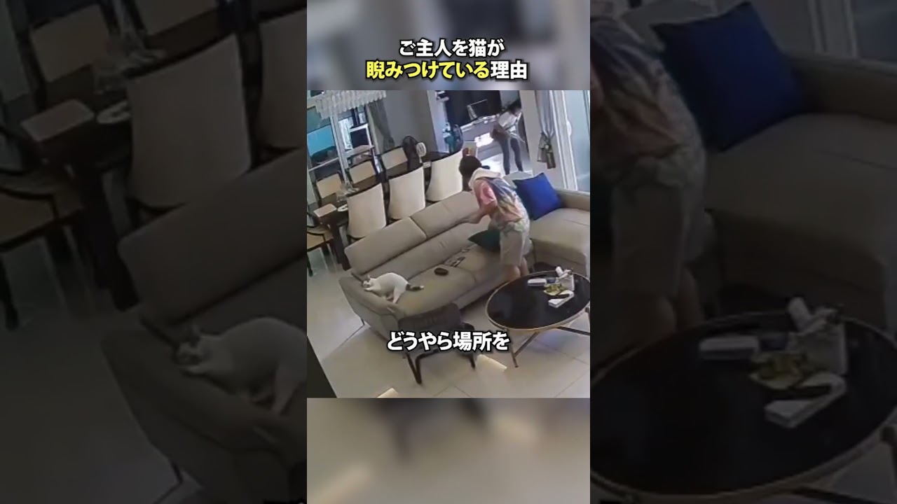 ご主人を猫が睨みつけている理由