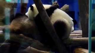 preview picture of video 'Giant pandas Yuan Yuan 圓圓 (mum) and Yuan Zai 圓仔 (cub) at Taipei Zoo, Taiwan, November 2014'