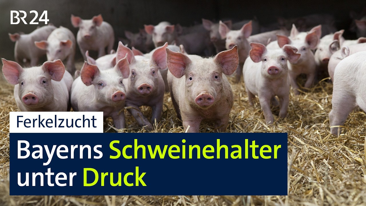 Schweinezüchter leiden unter Preisverfall | BR24