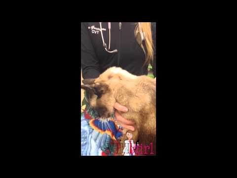 VETgirl Video - Evaluating dehydration based on skin turgor in a cat